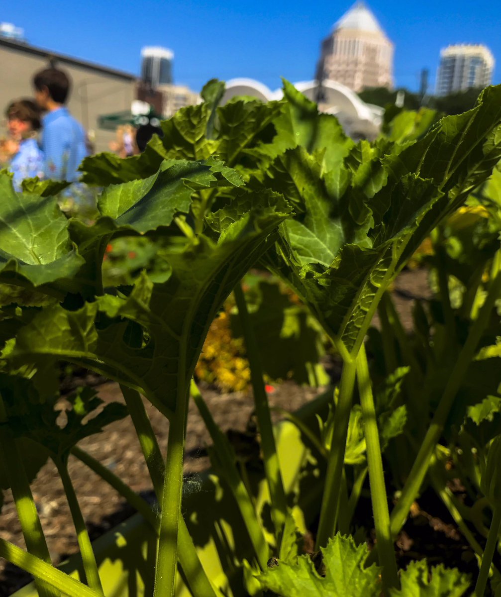 PopUpProduceCLT's tweet photo. Check out this #ProduceProgress! It's crazy how much a seed can #grow in just 6 weeks! ๐๐ฑ ๐ธ: @WalkerVisual #growfood https://t.co/oGTeWEnynw