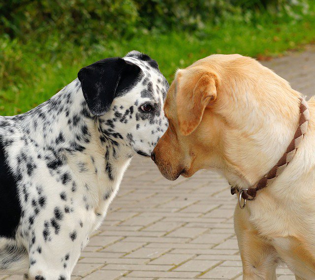 Pawesome_Dogs's tweet photo. Lovely dog, don\'t you agree? #doglover https://t.co/I2Sdqee4YA