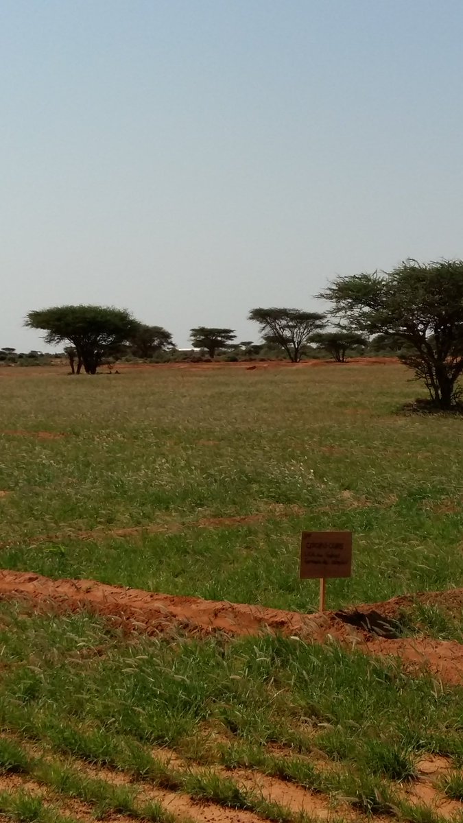 MoeNugal's tweet photo. This the first #Somaliland national  reserve it has 4 wells &amp; a team of armed forster guards it is 20k in each direction 👏 https://t.co/phxYkoPsOs