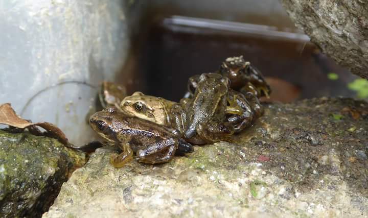 HerpSocIreland's tweet photo. Its the time of year for newly metamorphosed froglets to start leaving breeding ponds. Please look out for them if mowing lawns nearby. 🐸 https://t.co/p9qlNLhnB4