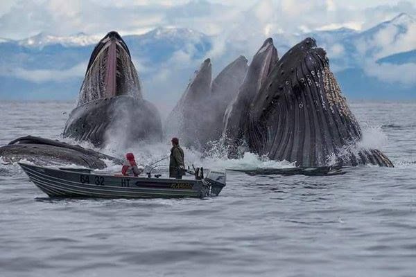 wxwows's tweet image. Feeding the whales in Alaska 🐋🐋