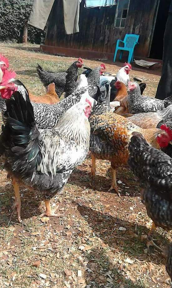 kenyabiztr's tweet photo. We have millions of red worms for sale @ ksh.2,500 per kg. Call us on 0713032797 https://t.co/0UGw02zygn https://t.co/57nVHYOxYE