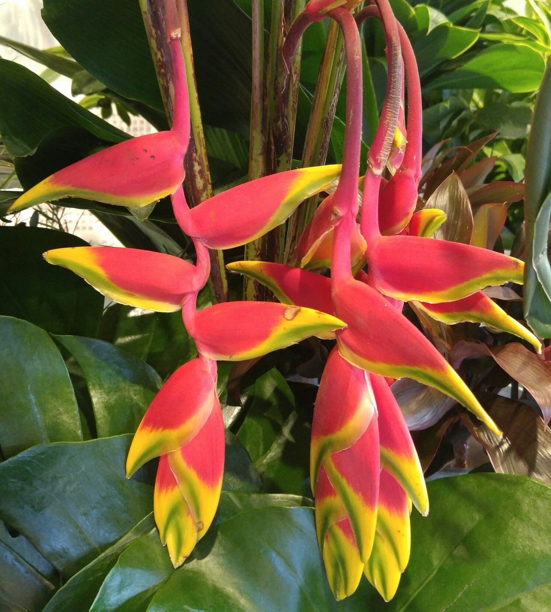 Arcobaleno A Twitter Heliconia 科名 バショウ オウムバナ科 原産地 熱帯アメリカ 南太平洋諸島 花言葉 注目 脚光 由来 ヘリコニア ギリシャ神話で芸術を司る女神 が住んでいるヘリコニア山にちなんだもの 100種類以上が分布する多年草https T Co Arcobaleno A Twitter Heliconia 科名 バショウ オウムバナ科 原産地 熱帯アメリカ 南太平洋諸島 花言葉 注目 脚光 由来 ヘリコニア ギリシャ神話で芸術を司る女神 が住んでいるヘリコニア山にちなんだもの 100種類以上が分布する多年草https T Co