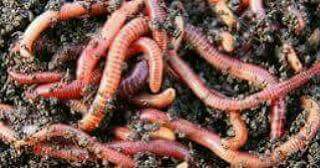 kenyabiztr's tweet photo. We have millions of red worms for sale @ ksh.2,500 per kg. Call us on 0713032797. https://t.co/MyWfZxzZah