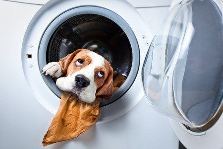 DixieSwanson1's tweet photo. @newtgingrich Are you and the Dems blaming each other for putting the dog in the washing machine? https://t.co/8WskxJYsc3 https://t.co/54j9IikZ9r
