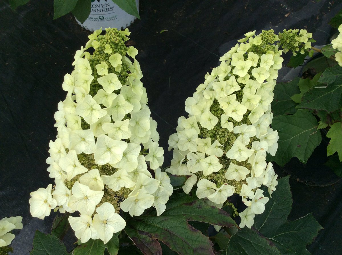dp_PLANTS's tweet photo. Jet Stream Hydrangea! An oak leaf that loves the sun! #destinationplants #jetstream #hydrangea #sun https://t.co/PRveIw73N0