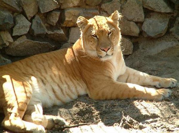 AbePalmer's tweet photo. Ligers are not always sterile, what does it imply for Danny's work? ๐ #CTMem https://t.co/zwRXinh2oA https://t.co/UhdUfayyjz