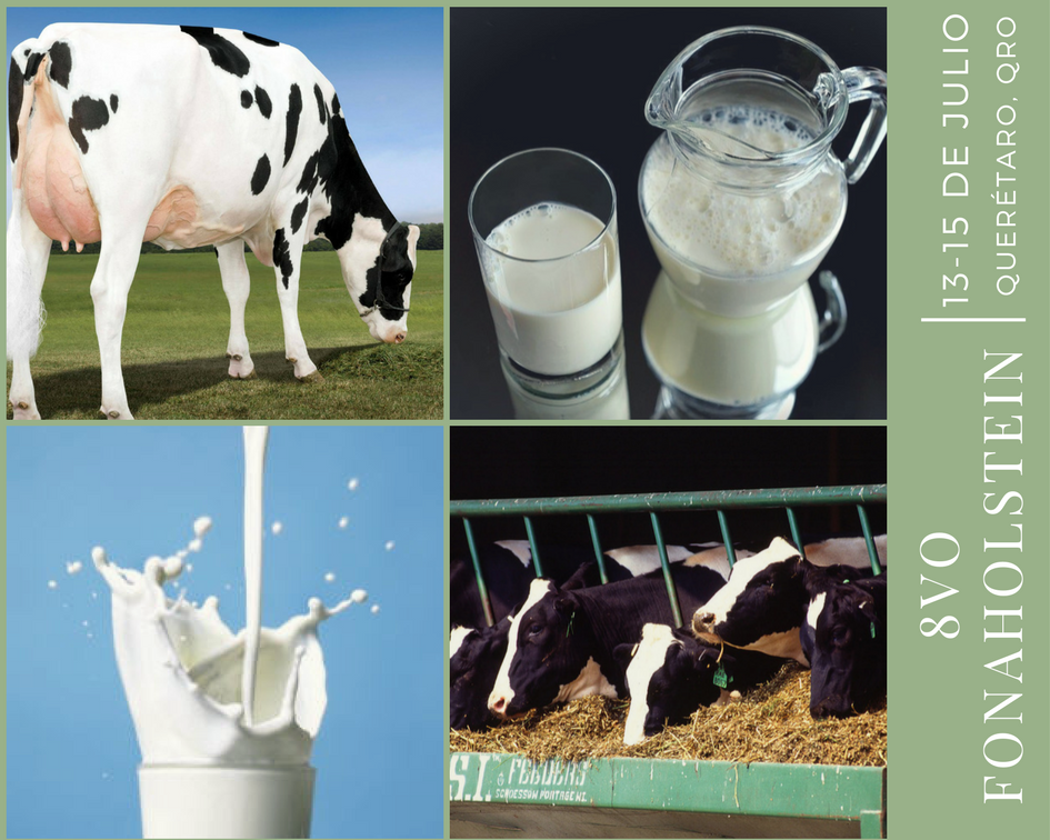 Holstein Américas tweet media