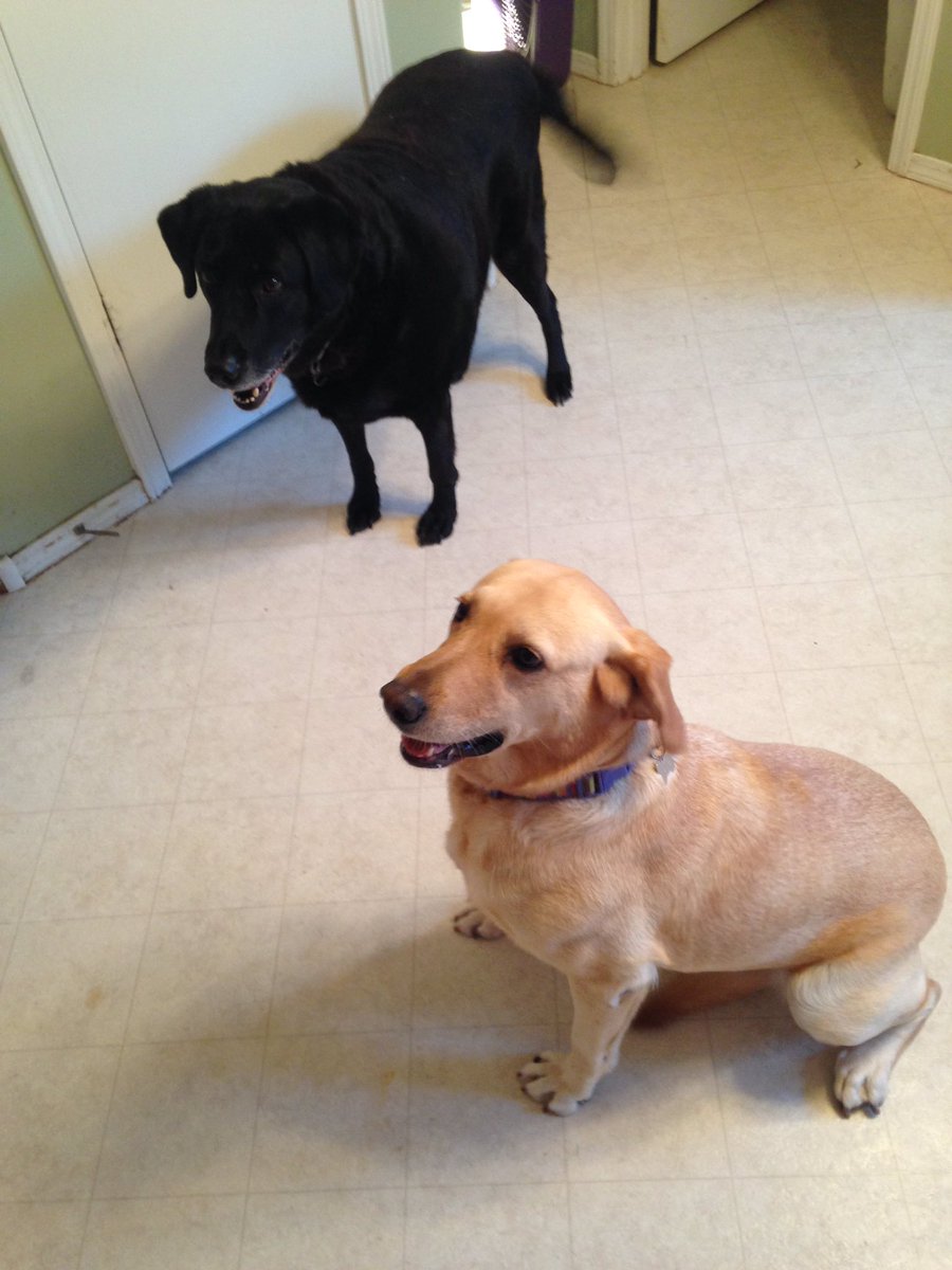 fmmercogliano's tweet photo. @jheis21 @kfgwinning @iamkelvinq @livcoiro @Pup_SIDA @nickphillips1 I still have the Golden Labrador Retreiver, good ol' Della #PupSIDA https://t.co/4IuYfOtbNx