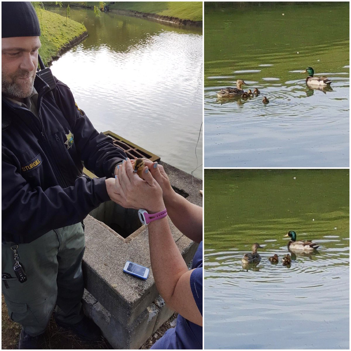 SPCACincinnati's tweet photo. A #duckling was reunited with its mother with the help of a Good Samaritan and two of our #AnimalControlOfficers! https://t.co/DWFtvqMcB8