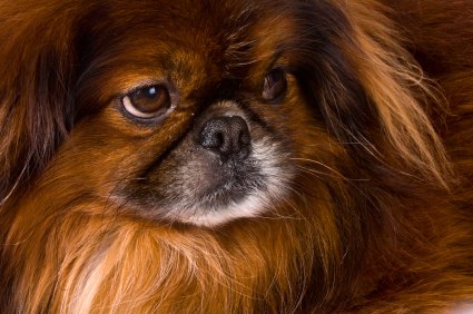 Swallowing a Pill – Teach your Pekingese How to Do It. Share this to your friends!
pekinews.com/swallowing-a-p…

#peke #pekingese #pekes #pekinez