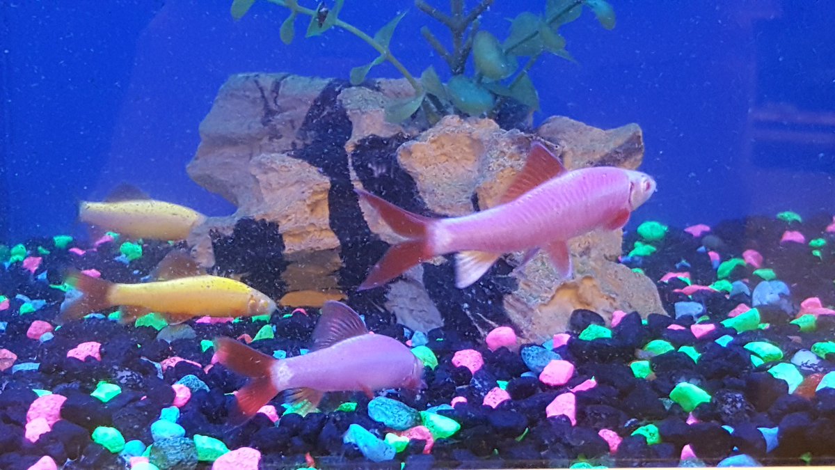 PetSmartLakeMar's tweet photo. Just when you thought it was safe to Glow back in the water... New #glofish #GloSharks at #PetSmart! https://t.co/jbUgI2dqdo