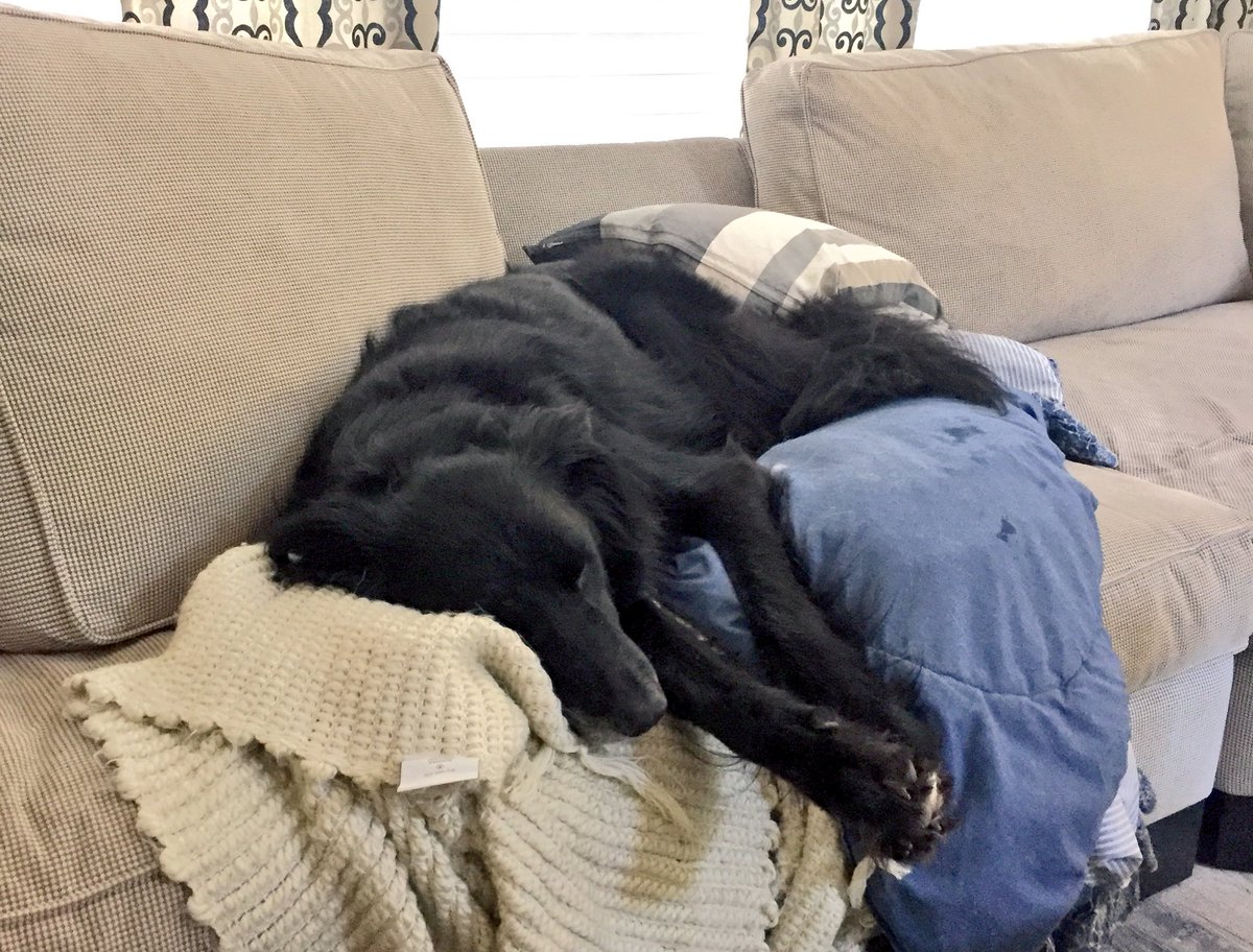 DenmanDogs's tweet photo. Two blankets, a pillow and a couch cushion. Perfect nap π΄ #RascalPuma https://t.co/CrghBANyct