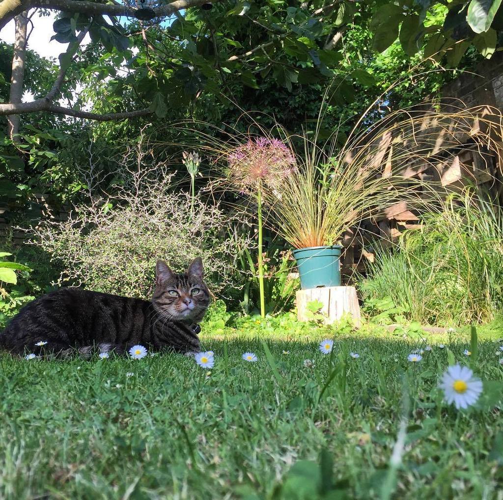 juliagardener's tweet photo. #flowerylawn #fridayfeeling #daisydaisy #lifeisbeautiful #summertime #excat #exgarden #feelinglucky https://t.co/OEPNrmzS3S https://t.co/UoZ95NpDDT
