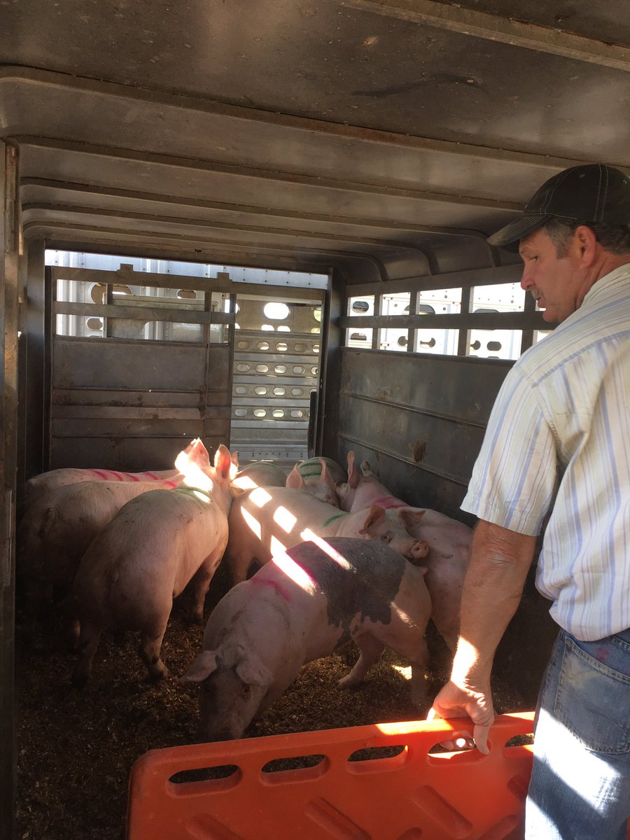 PigFarmer16's tweet photo. .@GreenwayPork supplied 2 swine classes for county #4H livestock judging school last night. #realpigfarming #4Hsupporter https://t.co/viwdL8GlXt
