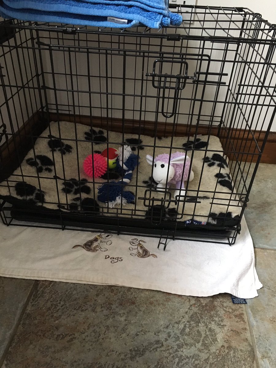 PoppyBorderT's tweet image. Mummy says my beds ready at home and it's only one more sleep 😍