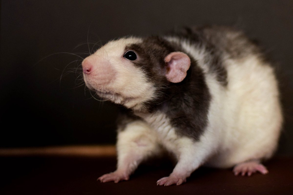 Betelgeuse <3 My beautiful lovely boy #ratties #petrat #ratowners
