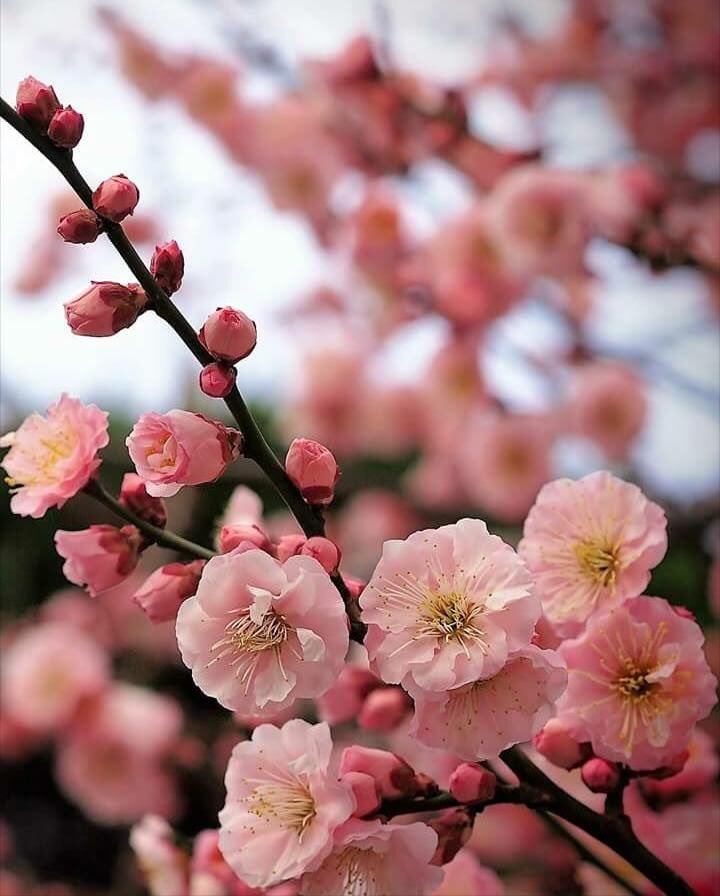 сакура жива. черри блоссом цветок. вишня черри блоссом. бонсай сакура живой. персиковые цветы.