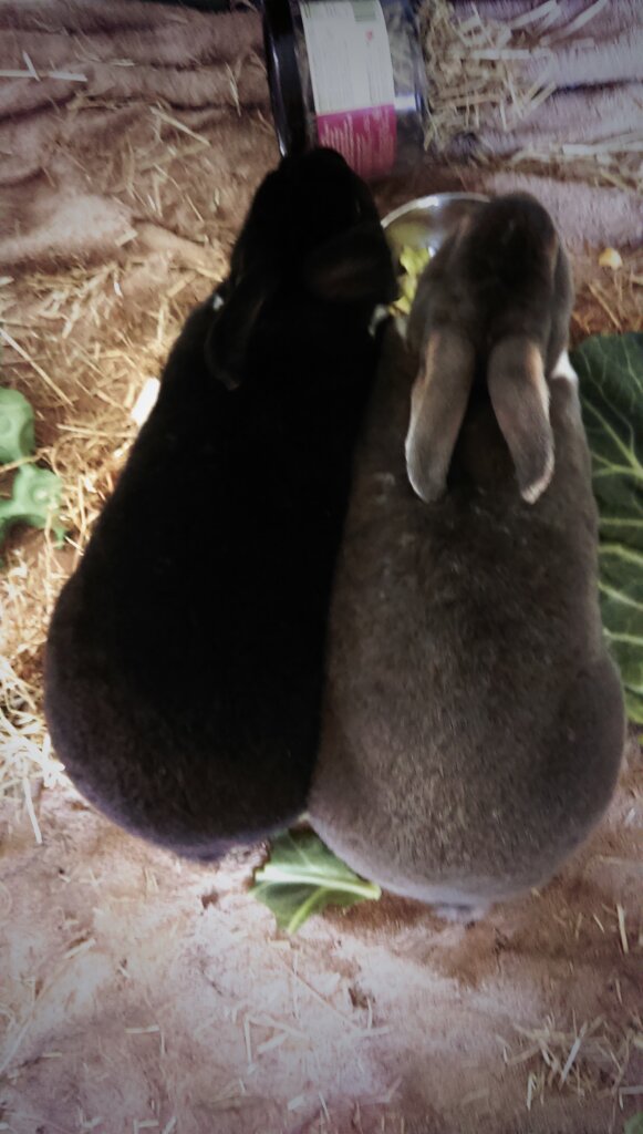 effieandoreo's tweet photo. We hope in time to change the mean bird-and-stone based #idiom to ' Stroke two buns with one hand' #bunnies #rabbit https://t.co/DA5DAVtMBZ