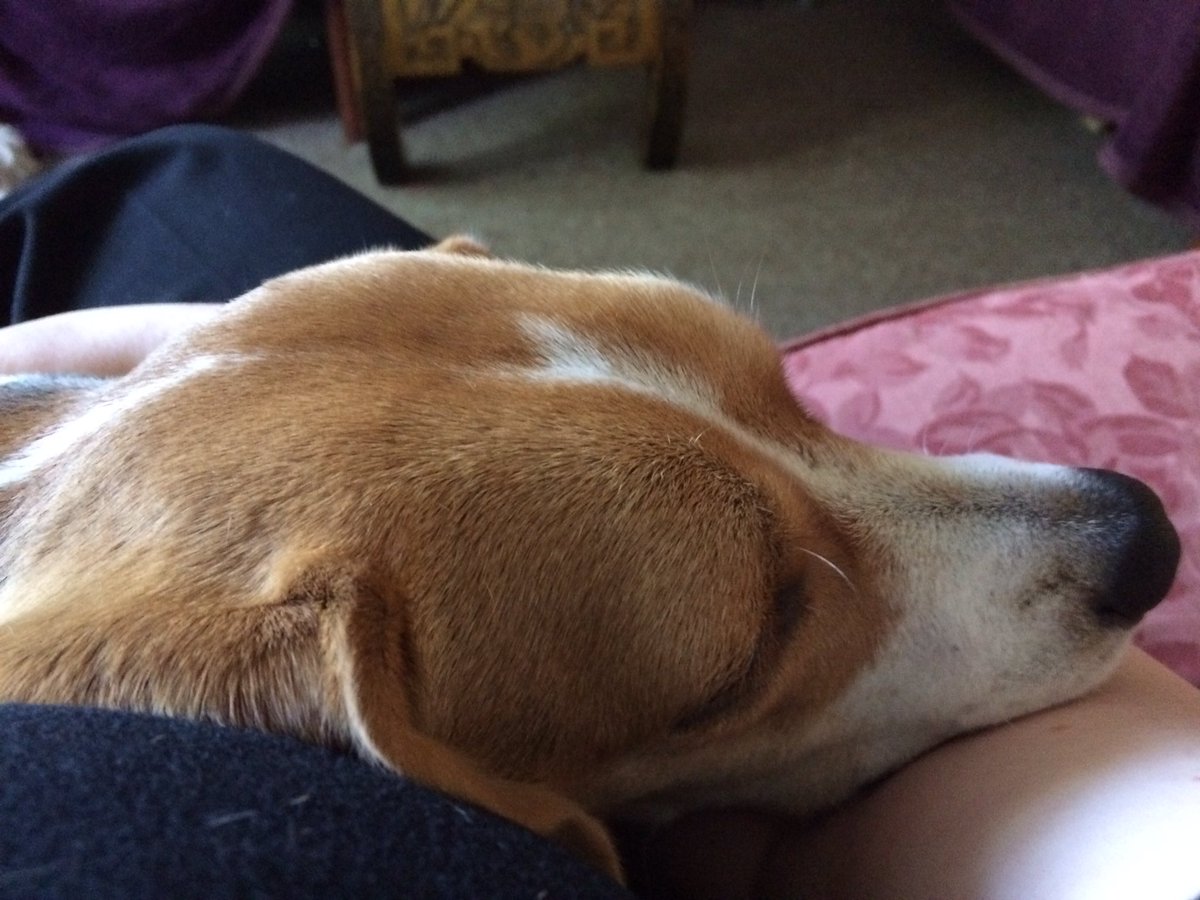 Sylindria's tweet photo. #RooTime #beagle https://t.co/ZyVb6GfklB