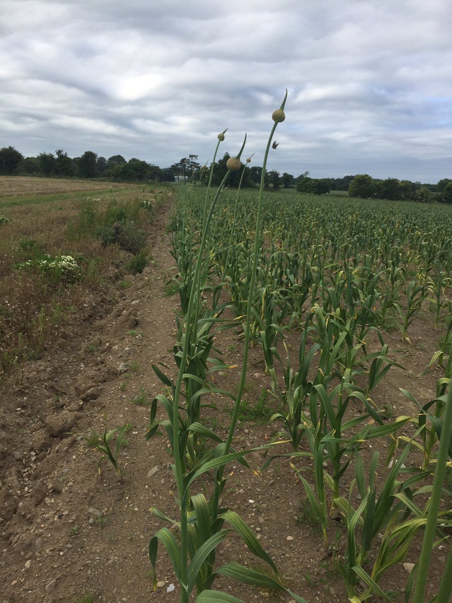All Twitter friends please retweet half of all my beautiful scape flowers stolen just gutted only 300 and 100 taken im a very 😭lady tonight