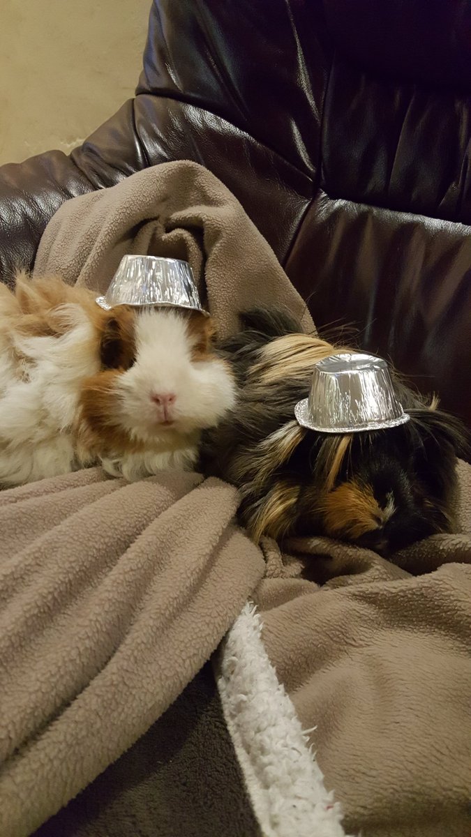michbro85's tweet photo. #VIPJul2017 Nibbles & Fudge my two fluff bums are loving having a go of this tin head wear posing for a picci! https://t.co/rzMi5Szj6h