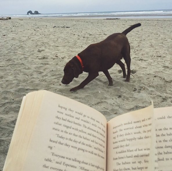 goodreads's tweet image. A good dog and a good book on the Oregon Coast. bit.ly/2sBotSZ