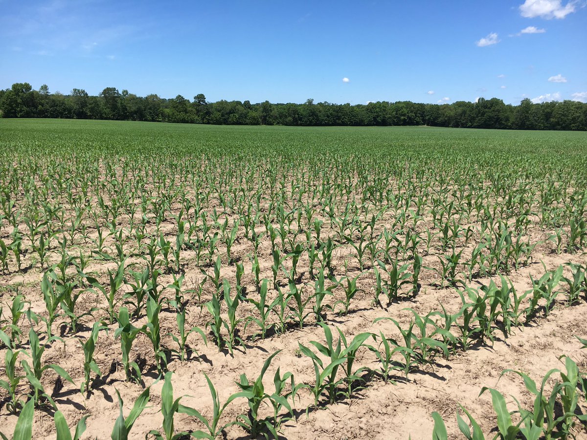 kowalsk11's tweet photo. Unreal 6 leaf spring strip-tilled corn in Minesing!! Just jumping in this heat. Is 2017 turning around??😃😃 #gocorngo #scout17 https://t.co/FoQ9J8HtZ7