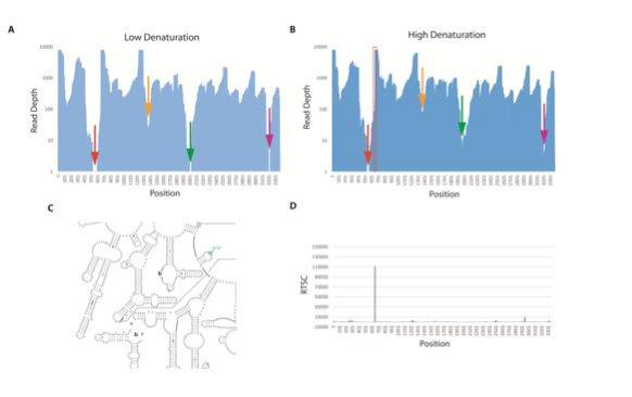 phil_bevilacqua's tweet photo. Structure-seq2: Sensitive and accurate genome-wide profiling of RNA structure in vivo #BevilacquaLab #AssmannLab https://t.co/Ggz8NS7QqZ https://t.co/Sl8bchpb25