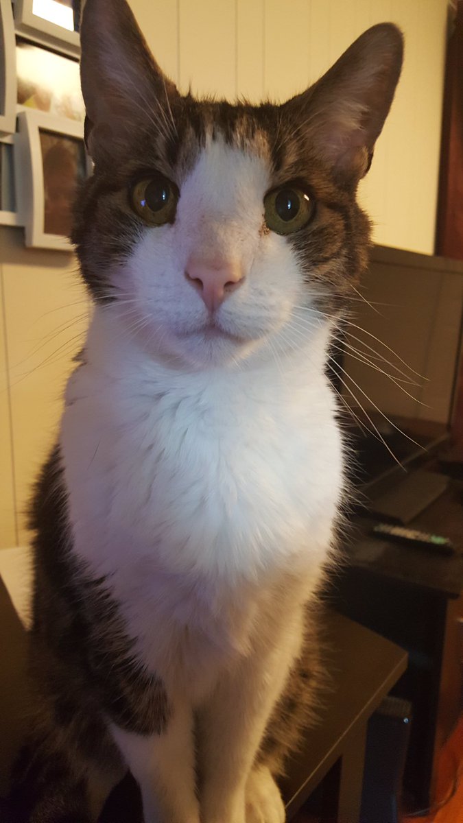 CallMeCanary's tweet image. RIP to our super sweet kitty cat, Cooper. He was "walking lounge music" cool. Thanks for being such a good friend.