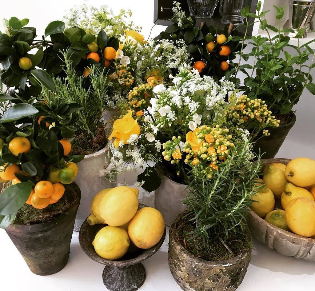 wildaboutflower's tweet image. Tuscan inspired .... #luxuryflowers #citrusplants #herbplants #luxurywedding #tuscanyflowers #destinationwedding #… ift.tt/2roKtwn