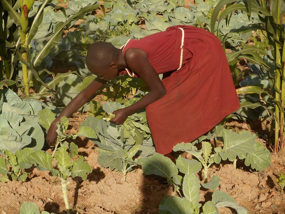 HandsofActionUg's tweet photo. Harvesting periods https://t.co/VBEK8Uqnf2