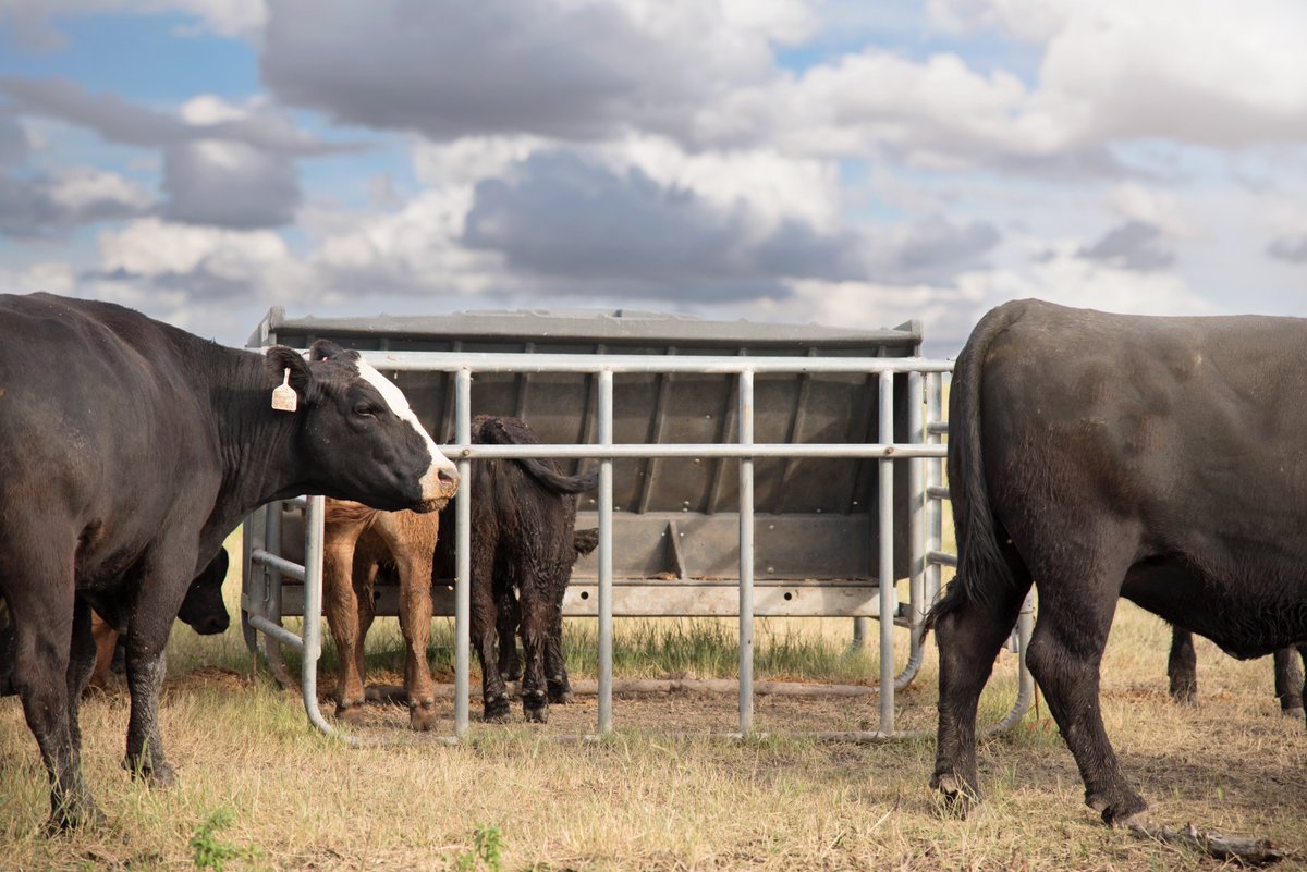 Behlen Country On Twitter Increase Your Calves Growth Rates