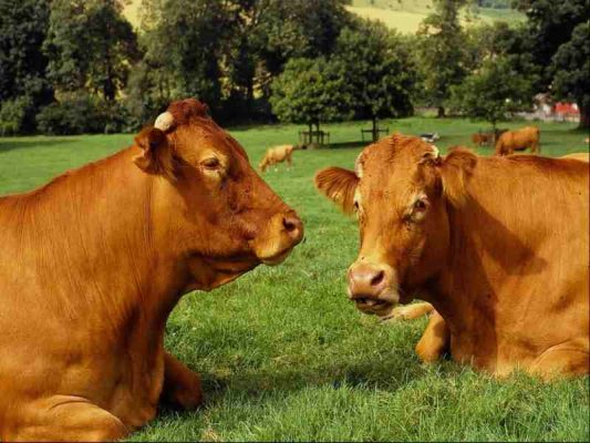 publico_es's tweet photo. 16 millones de estadounidenses creen que el batido de chocolate viene de vacas marrones https://t.co/9IgcOGFCZx https://t.co/VcmuIVkGrH