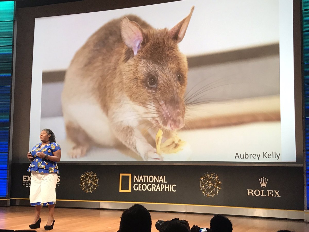 MegPetratis's tweet photo. "I study pouched rats because pouched rats can save lives."- Explorer Danielle Lee's opening line. Intrigued to hear more #NatGeoFest https://t.co/iZfmJOr7Pt