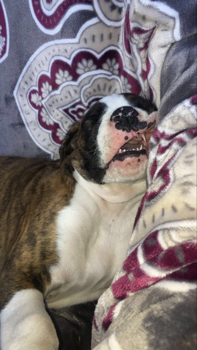 GriffAndMags's tweet image. Almost a month ago, we got a new addition to our family. Welcome home, Maggie💕Griffin loves her just as we do