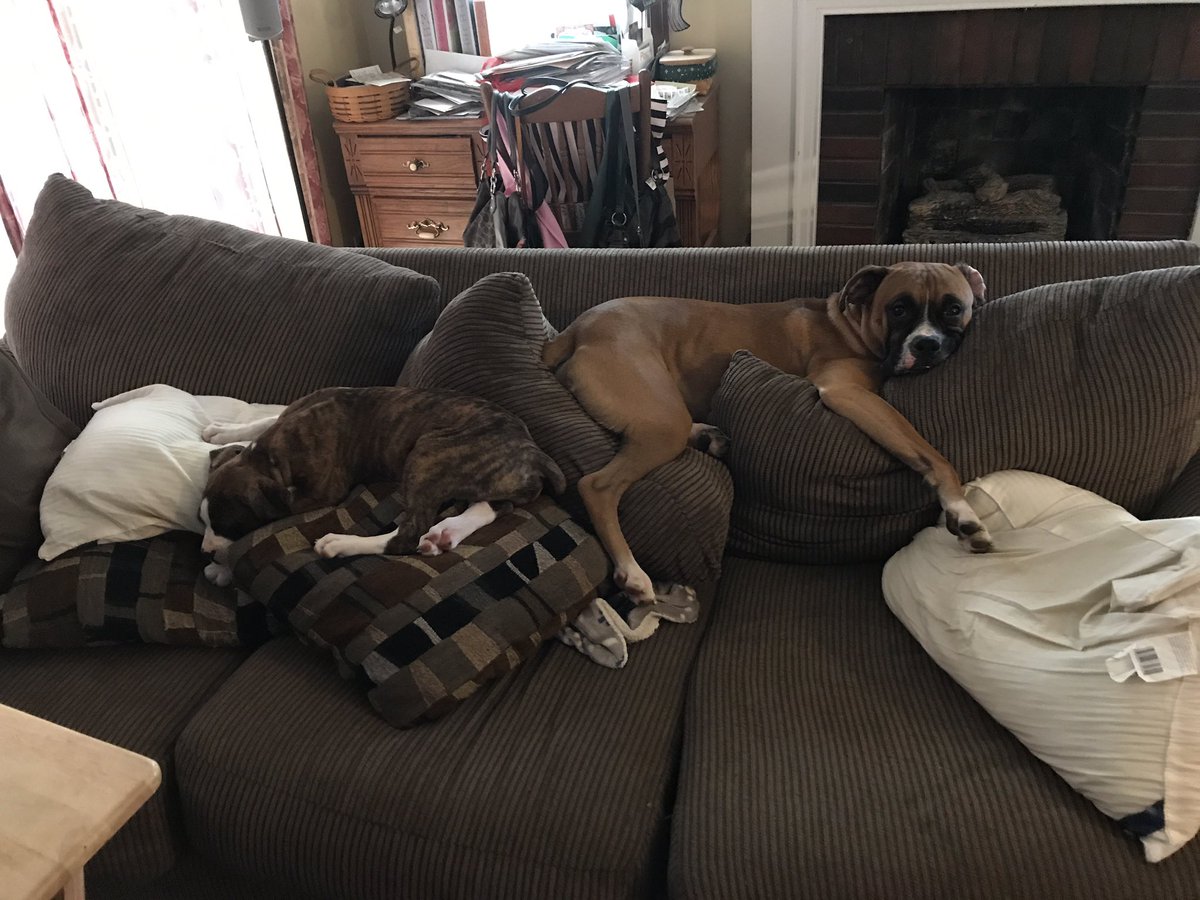 GriffAndMags's tweet image. Almost a month ago, we got a new addition to our family. Welcome home, Maggie💕Griffin loves her just as we do