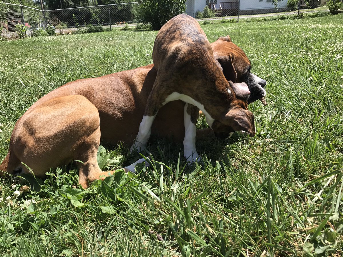 GriffAndMags's tweet image. Almost a month ago, we got a new addition to our family. Welcome home, Maggie💕Griffin loves her just as we do