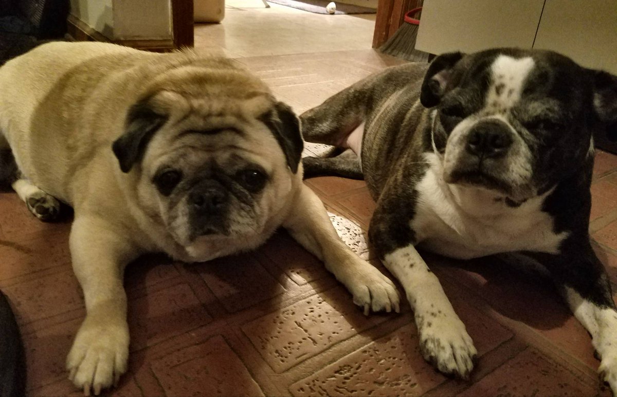 TasticFur's tweet photo. Happy Friday from Pudgie and Barley!! https://t.co/ZgxKGJ63DW #weekisover #dogs #pugs #pugnetwork #bostonterrior #sisters #doglove #toocute https://t.co/HIN91cr2Is
