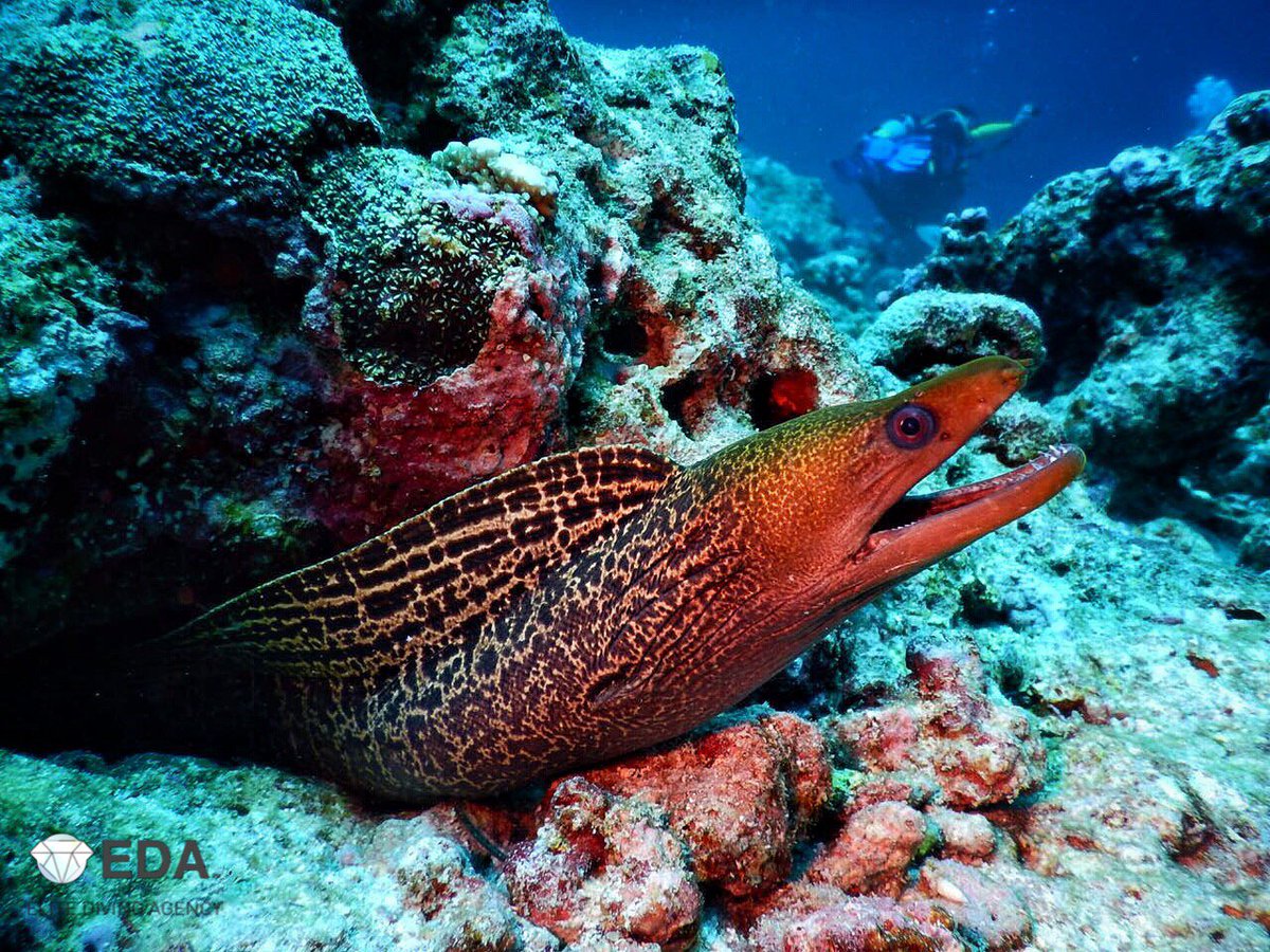 EDA_Diving's tweet photo. Happy with another #amazing #diving day!
#scubadiving #holiday #trip #underwater #uwphotography #marinelife https://t.co/Pyl3Z9lQ7h