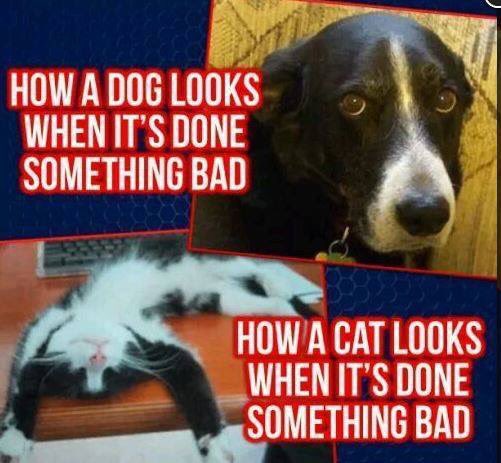 JSAFPets's tweet photo. Truth #cats #jsafpets #adopt https://t.co/63s6vTzjdQ
