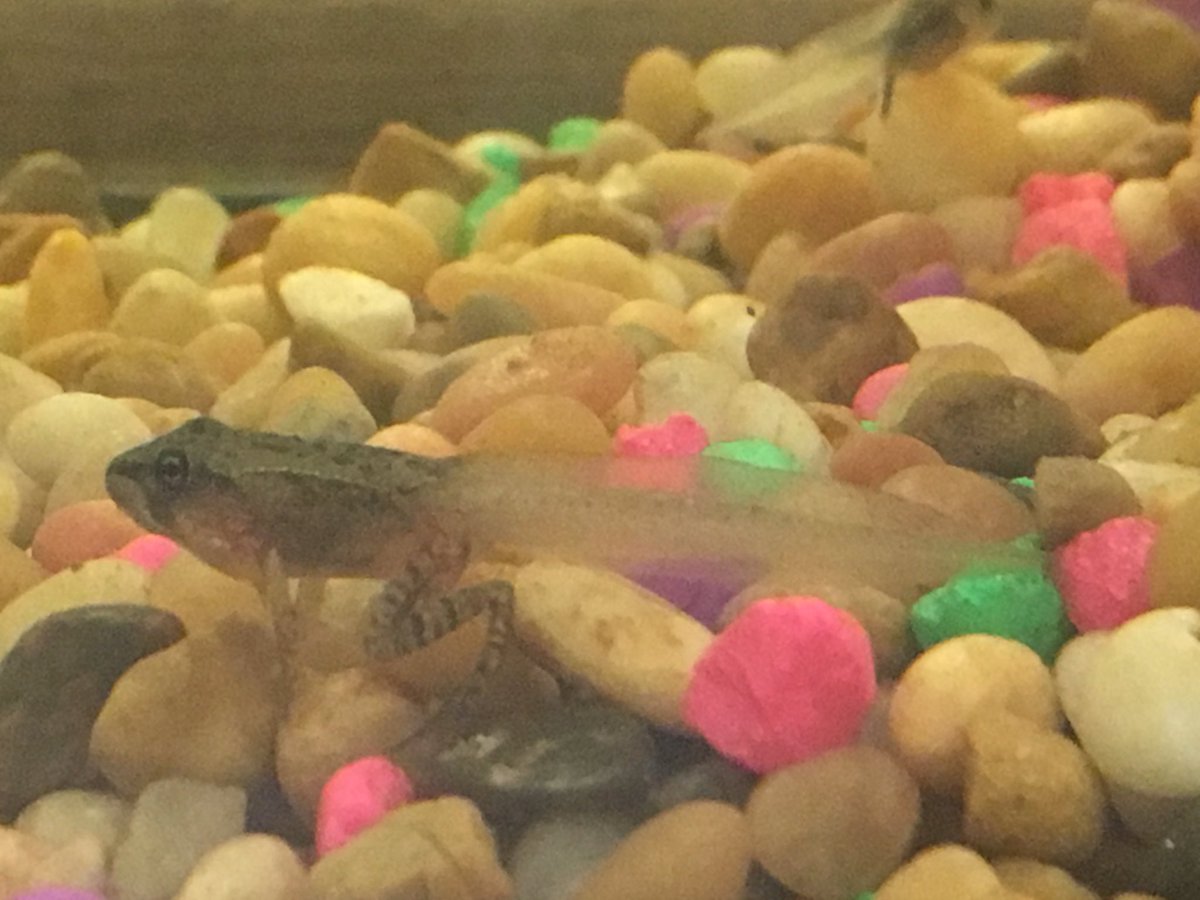 mrsnmeyer's tweet photo. Front legs! #edgewoodproud https://t.co/fUVYWfASCP