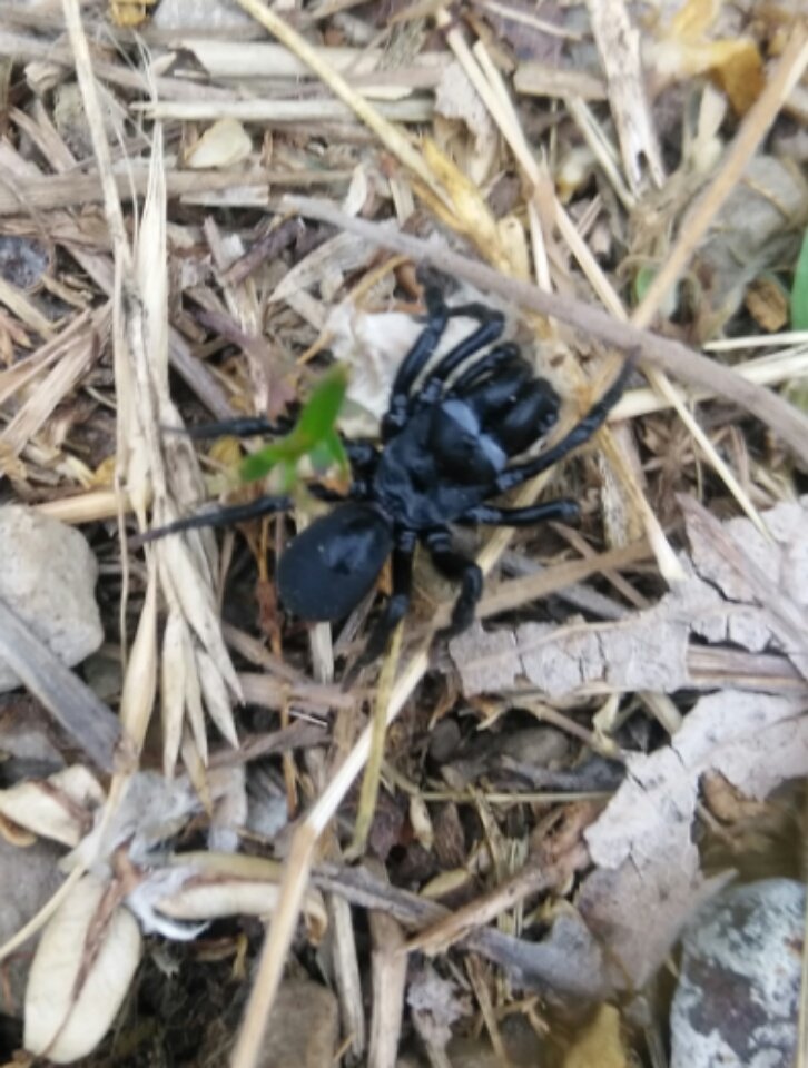 Fighting Island spider. The Black Purse-Web Spider. Ontario's only spider in the tarantula family.