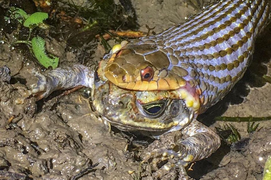 Can Snakes Eat Cane Toads? 