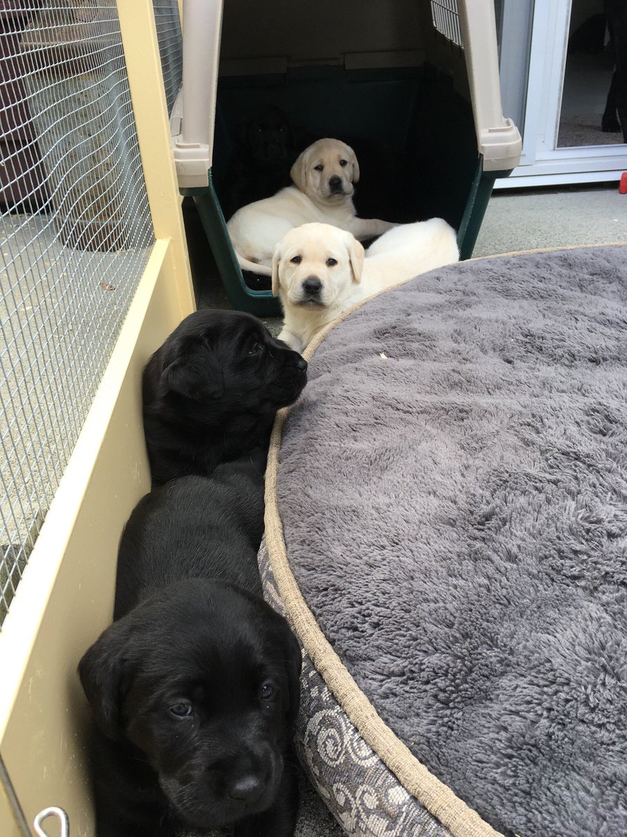 ABGuideDogs's tweet photo. Puppy Friday! #puppylove #mollyspups #bcguidedogs #abguidedogs https://t.co/Fny5IiKjzh