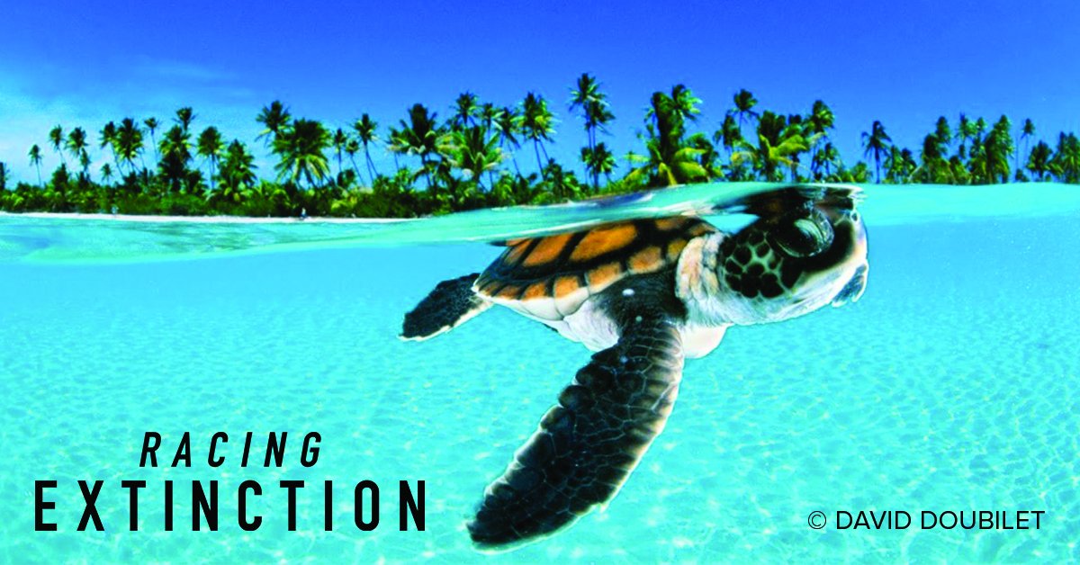 RacingXtinction's tweet photo. Some of their biggest threats are fishing gear &amp; plastic so if each of us consume less seafood &amp; plastic we CAN help them #WorldSeaTurtleDay https://t.co/ynsbA5luPq