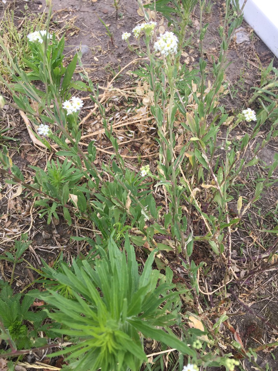 abeshut111's tweet photo. i love my garden! #lookoutdirt #gardeningismypassion #lookbutdonttouch #thanksworms 🐛🌱🌳👩🏼‍🌾 https://t.co/3rnjpunDwN