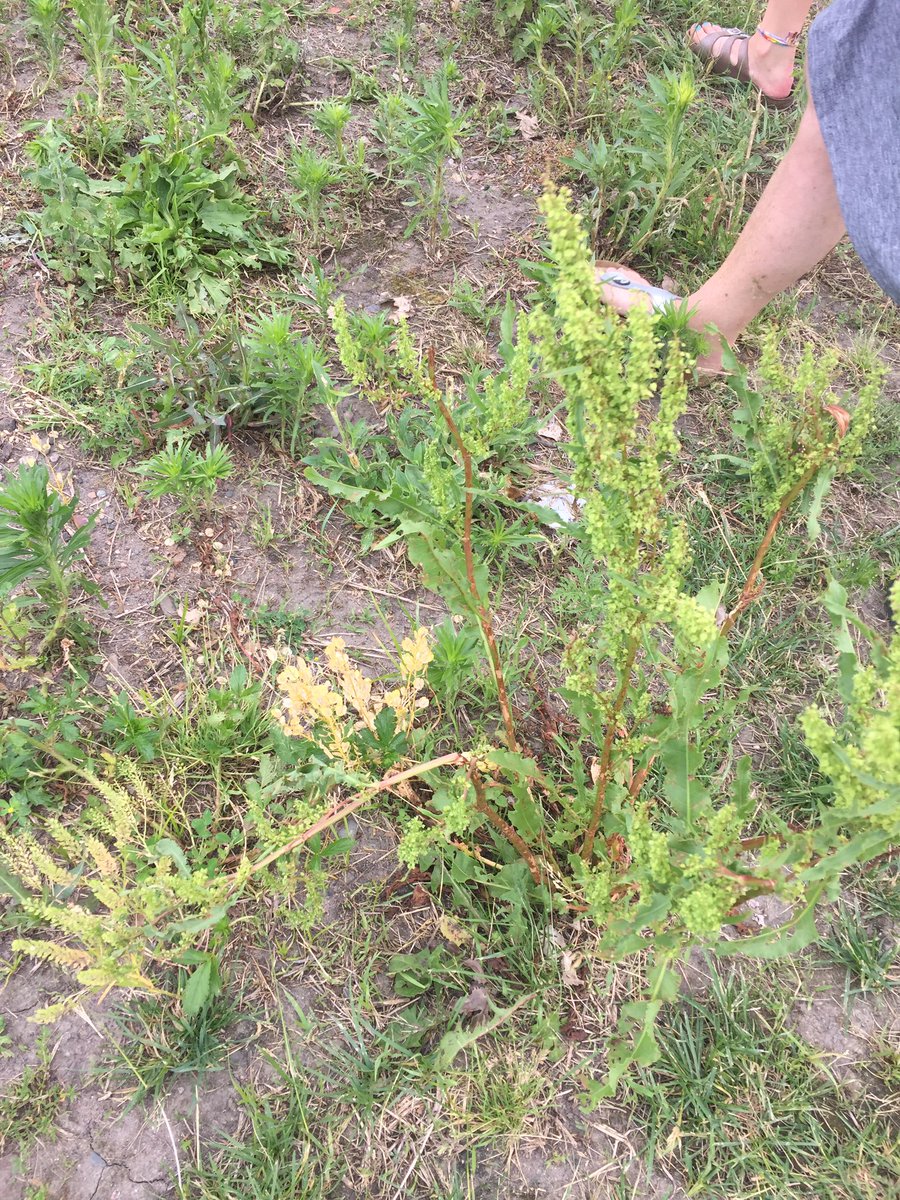 abeshut111's tweet photo. i love my garden! #lookoutdirt #gardeningismypassion #lookbutdonttouch #thanksworms 🐛🌱🌳👩🏼‍🌾 https://t.co/3rnjpunDwN