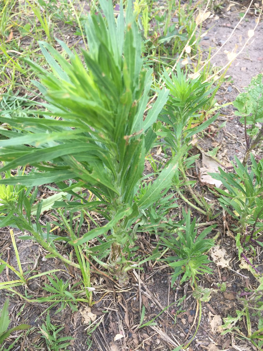 abeshut111's tweet photo. i love my garden! #lookoutdirt #gardeningismypassion #lookbutdonttouch #thanksworms 🐛🌱🌳👩🏼‍🌾 https://t.co/3rnjpunDwN