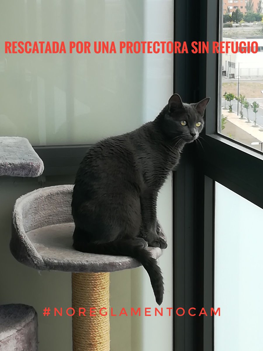 mejorada_gatuna's tweet photo. #noreglamentoCAM
Gracias a una Asociación sin refugio no.me sacrificaron y hoy tengo un hogar @mejoradagatuna https://t.co/WdprYPjoQM